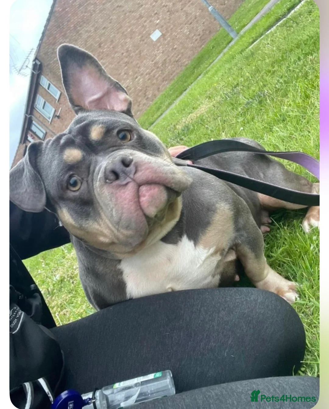 American Bully dogs for sale: Pocket bully girl  - Advert 3