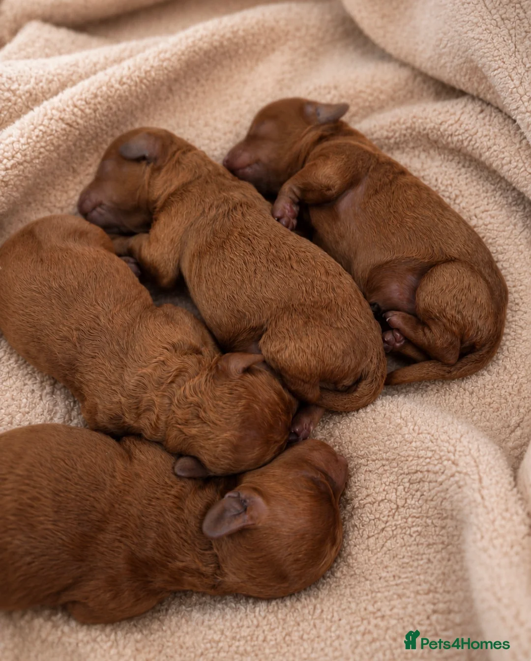 Toy Poodle dogs for sale: 🐩🤎Exceptional Deep Red Toy Poodle Puppies 🤎🐩  - Advert 2