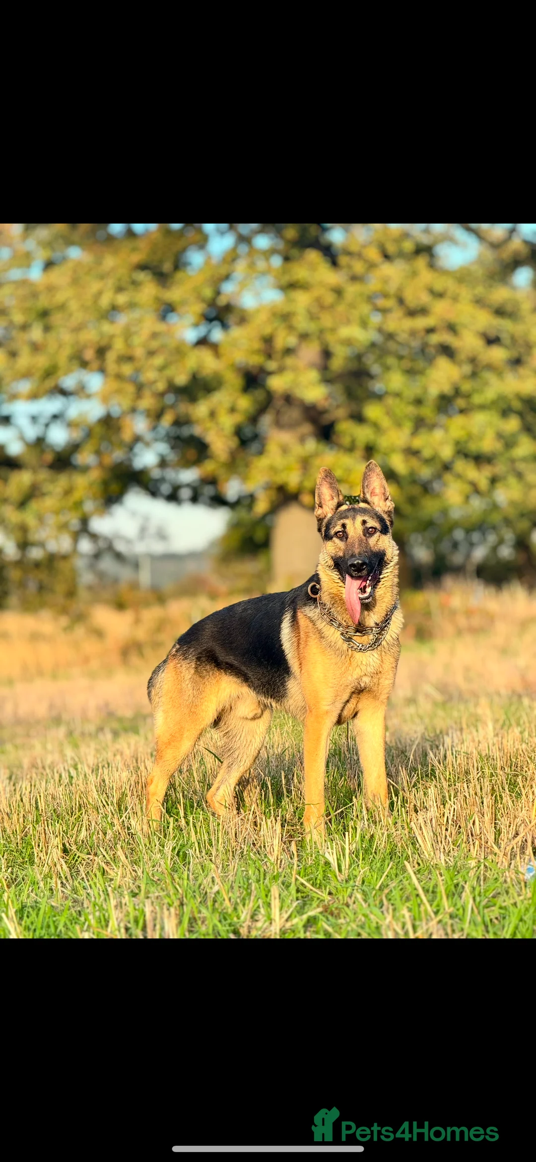 German Shepherd dogs for stud: PROVEN BIG BONED GERMAN SHEPHERD FOR STUD  in Romford - Advert 28