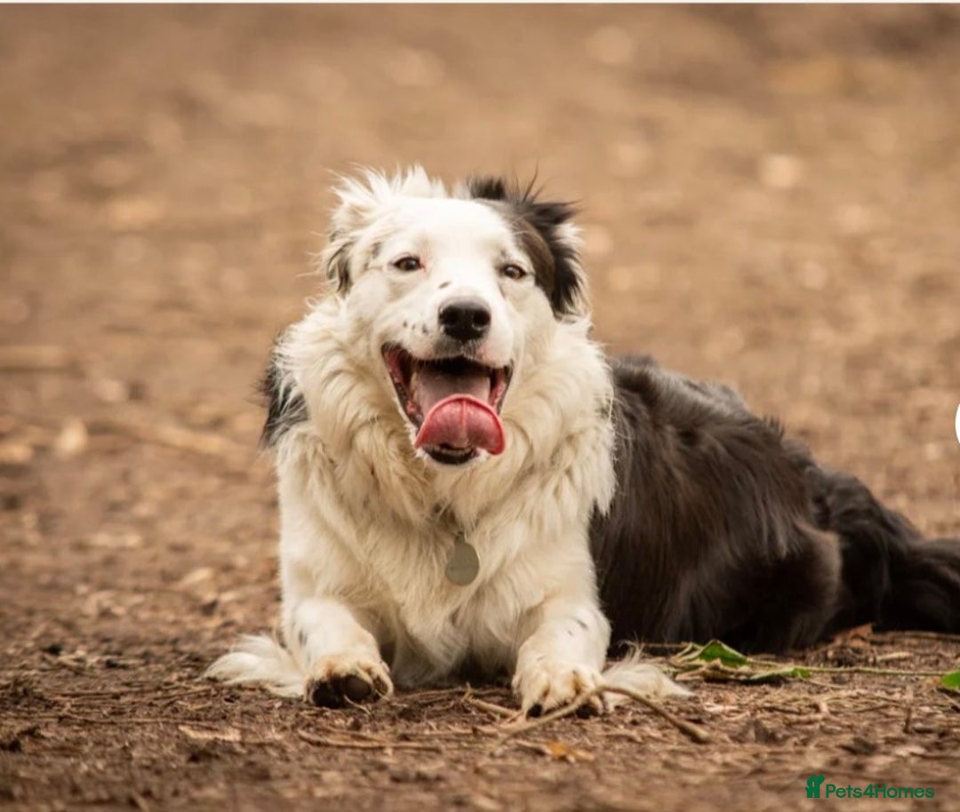 Border Collie dogs for sale: 1 Male left - Image 8