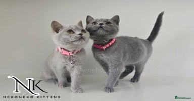 British Shorthair cats - Advert 2