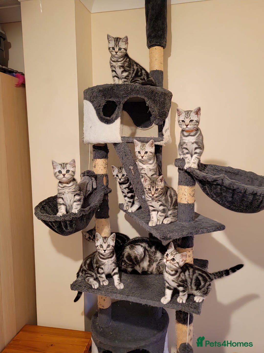 British Shorthair cats for sale: Ready to collect, Silver Tabby kittens  in Rochester - Image 1