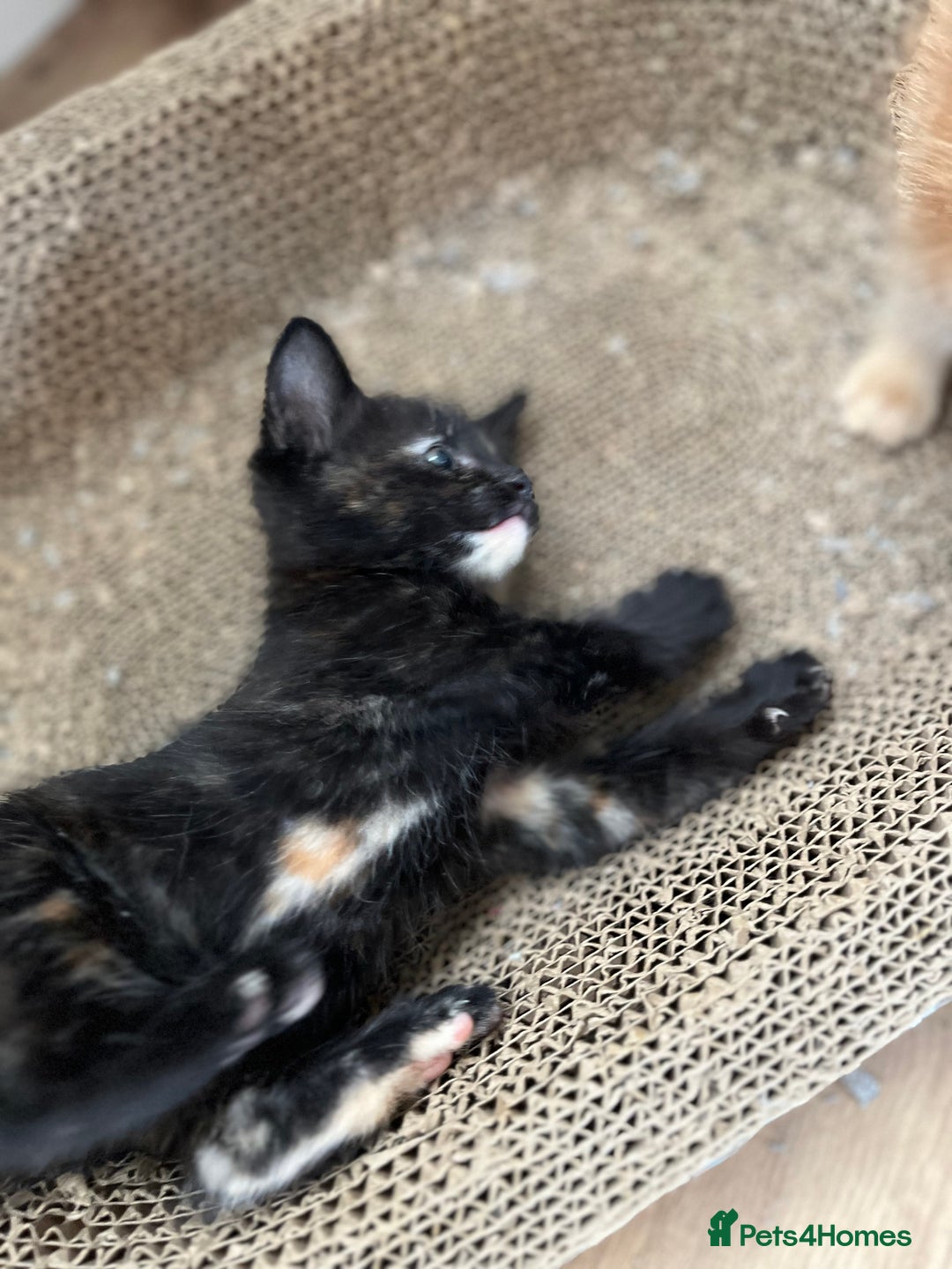 Mixed Breed cats for sale: Beautiful kittens  - Image 7