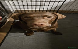Labrador Retriever dogs for sale: Chocolate Labrador  - Image 2