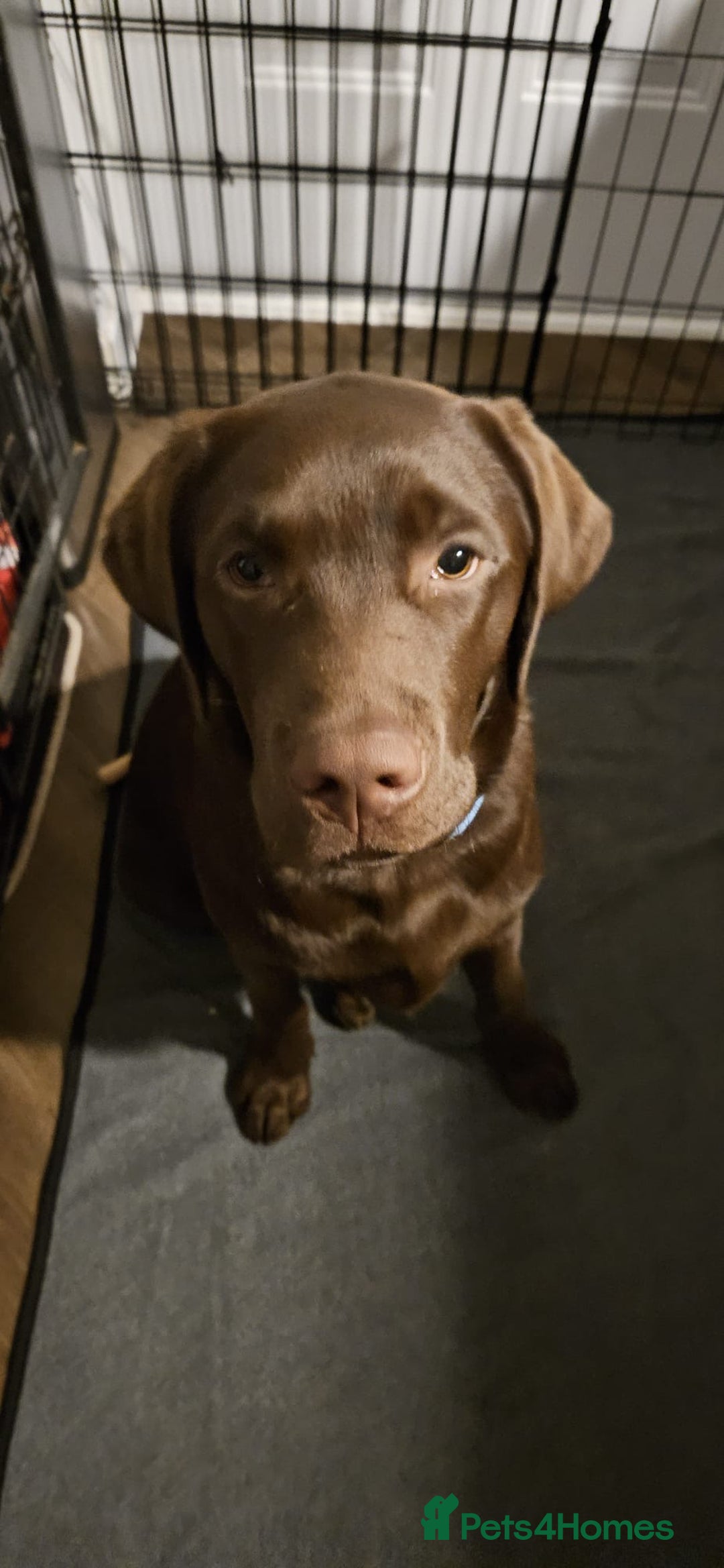 Labrador Retriever dogs for sale: Chocolate Labrador  - Image 2