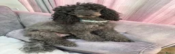 Miniature Poodle dogs for sale: Miniature Poodle puppies  in Clacton-on-Sea - Advert 8