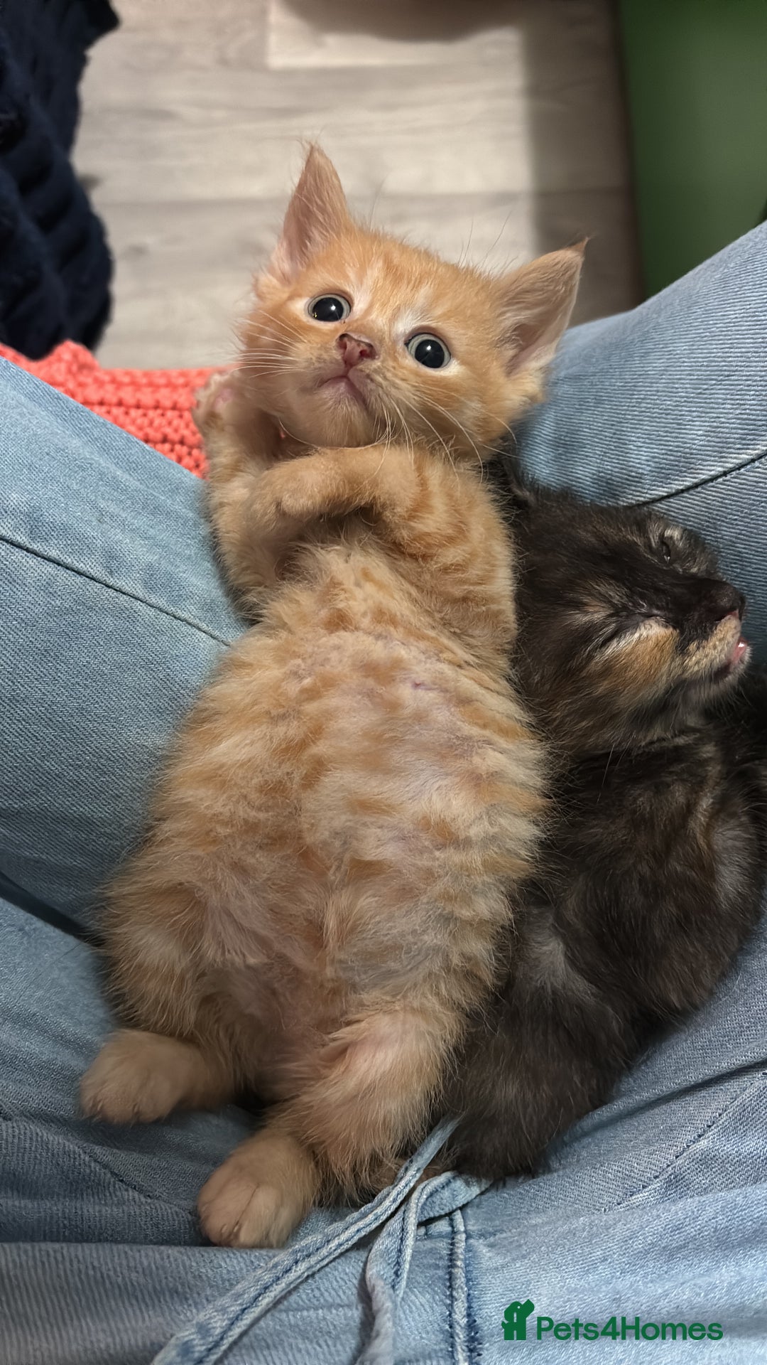 Sphynx cats for sale: Mix kittens of a sphinx mum and white ginger dad  - Image 6