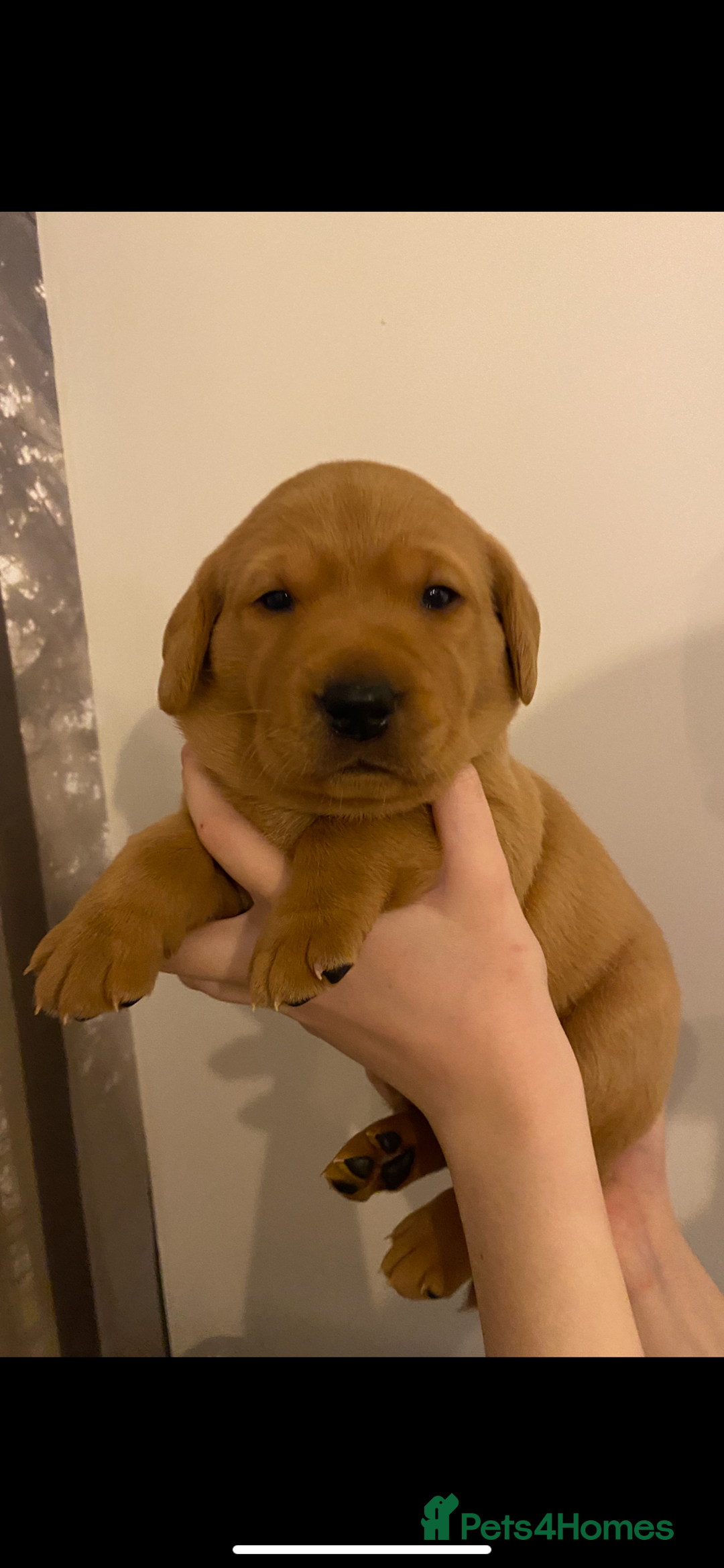 Labrador Retriever dogs for sale: Beautiful Fox Red Labrador KC Reg Puppies  - Advert 9