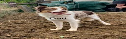 Sprollie dogs for sale: Gorgeous Sprollie puppies! in Peterborough - Advert 3