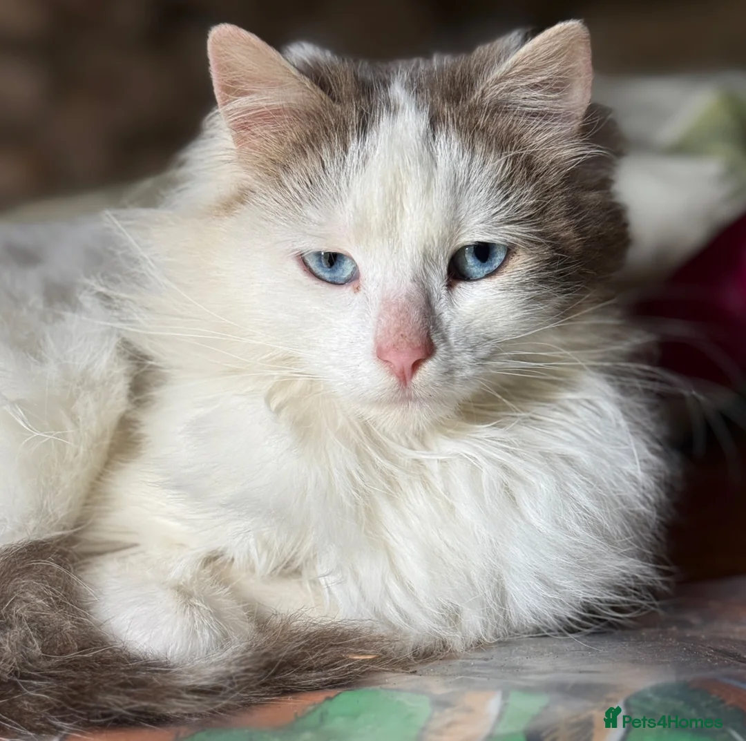 Mixed Breed cats for sale: Farm kittens in Keith - Advert 1
