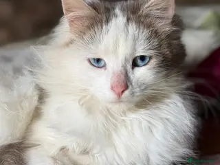 Mixed Breed cats Farm kittens - Advert 11