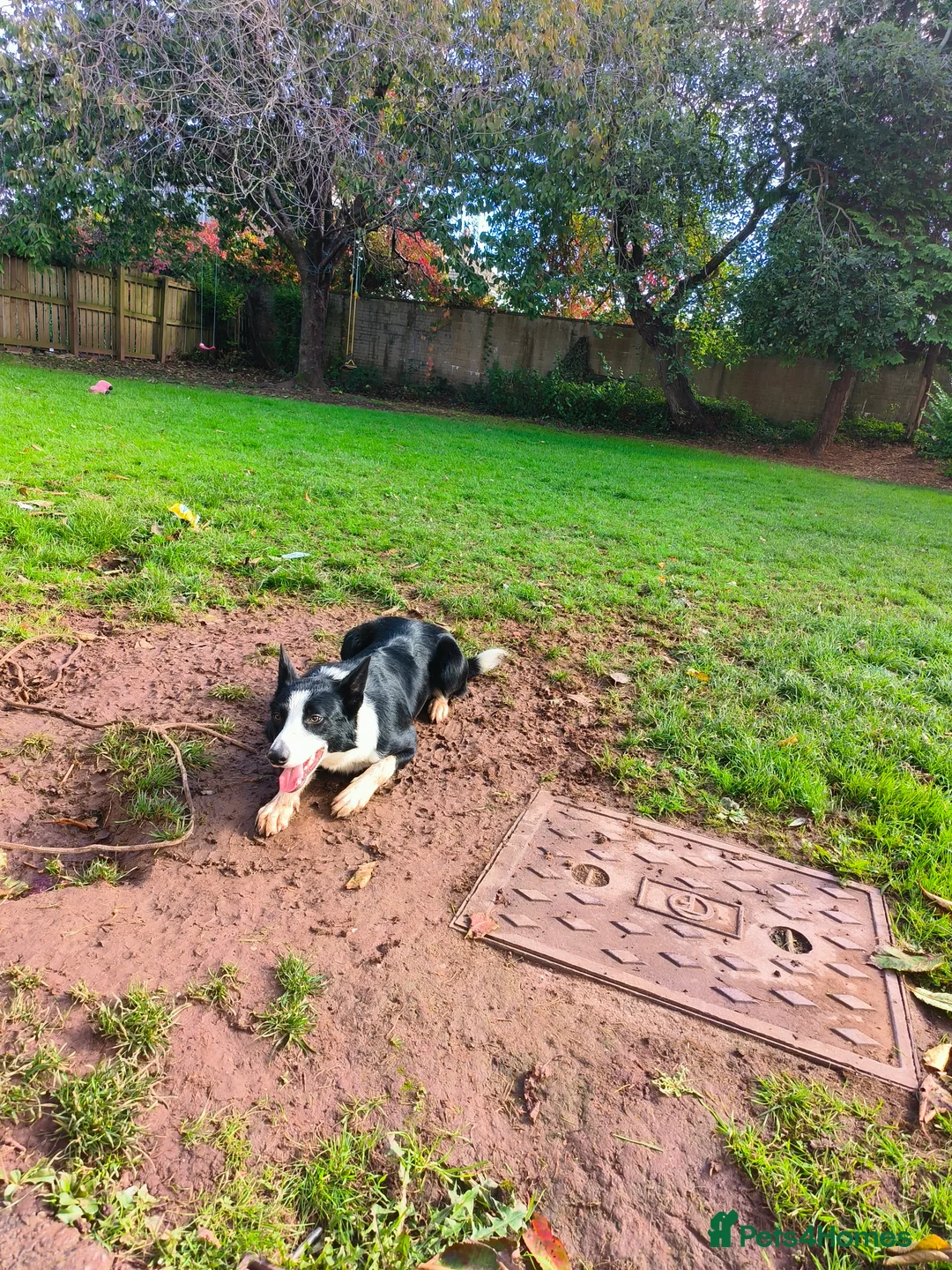 Border Collie dogs for sale: 14 month old border collie  - Advert 2