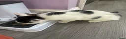 British Shorthair cats for sale: 3 cute kittens ready for a loving family - Advert 9
