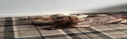 Sprocker dogs for sale: 🐾 Beautiful F2 Sprocker Spaniel Puppies 🐾 in Doncaster - Advert 14