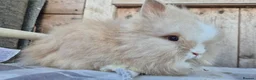 Lionhead rabbits for sale: Double maned Lionhead babies ready now  - Advert 3