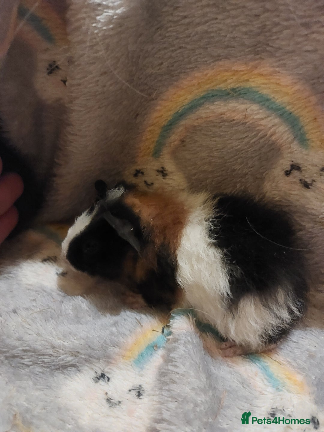 Guinea Pig rodents for sale: Beautiful guinea pigs  - Image 4