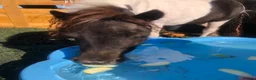 Shetland pony horses for sale: Diamond Shetland  - Advert 10