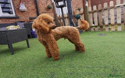 Cockapoo dogs for sale: F1 DNA PHANTOM MERLE TAN PUPPYS  - Image 9