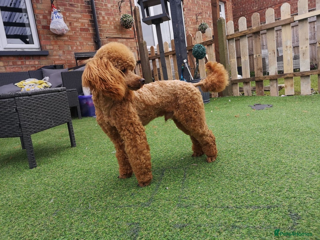 Cockapoo dogs for sale: F1 DNA PHANTOM MERLE TAN PUPPYS  - Image 9