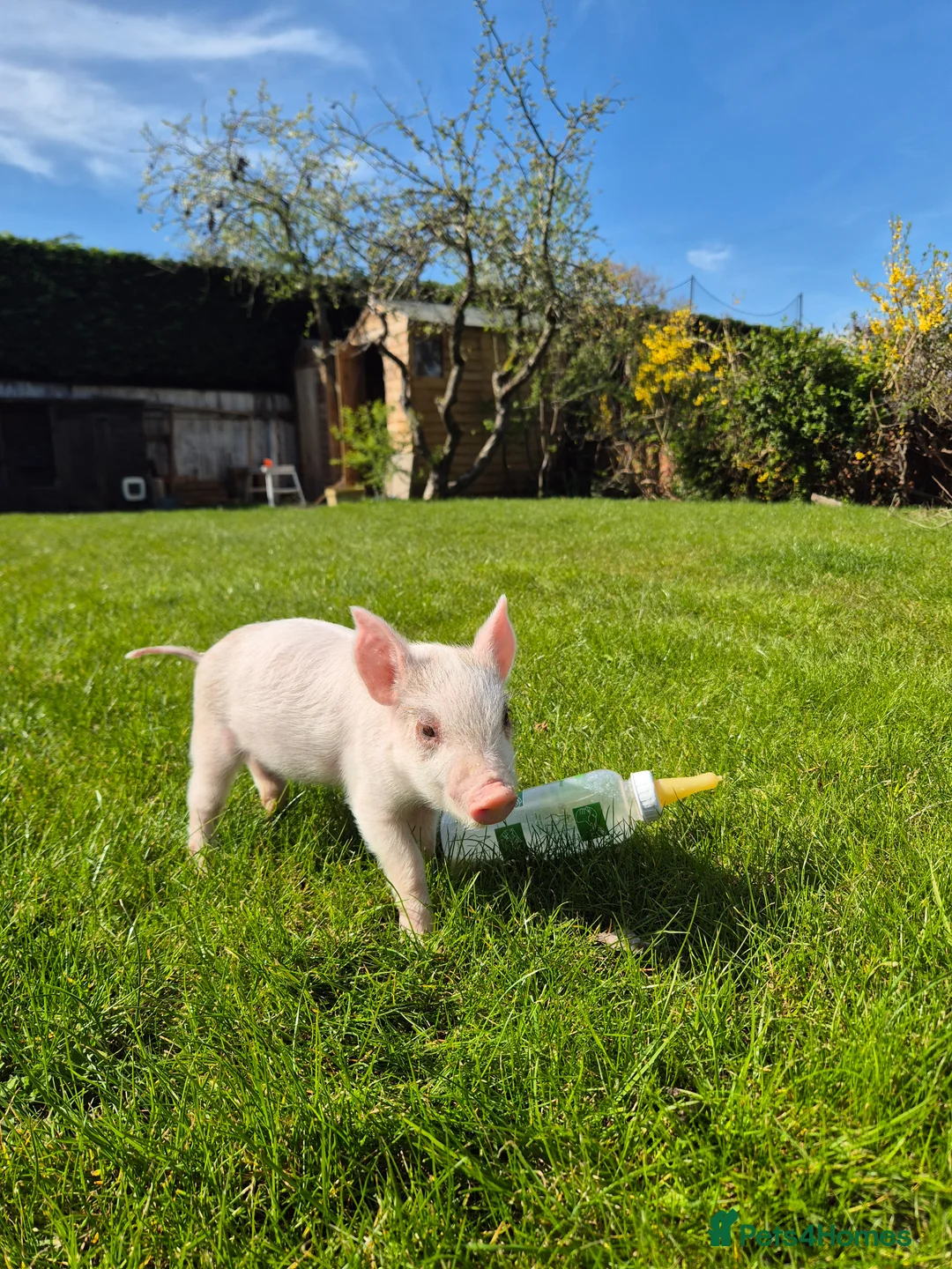 Pig livestock for sale: Piglet for sale - Advert 2
