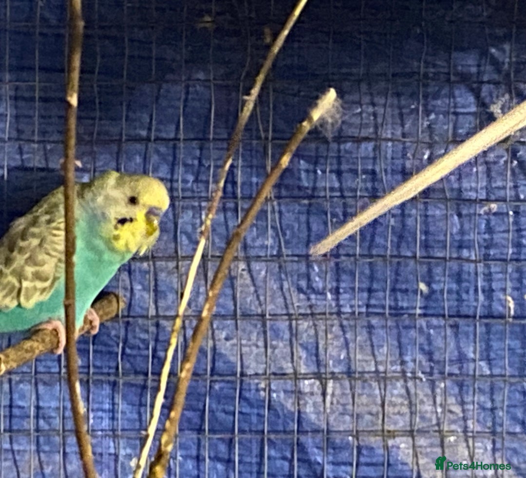 Budgerigars birds for sale: 3 boy budgies for sale  - Advert 2