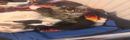 Mixed Breed cats for sale: Beautiful kittens  - Advert 21
