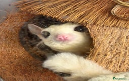 Sugar Glider rodents for sale: Breeding pair of  sugar gliders ready 13th sept   - Image 5