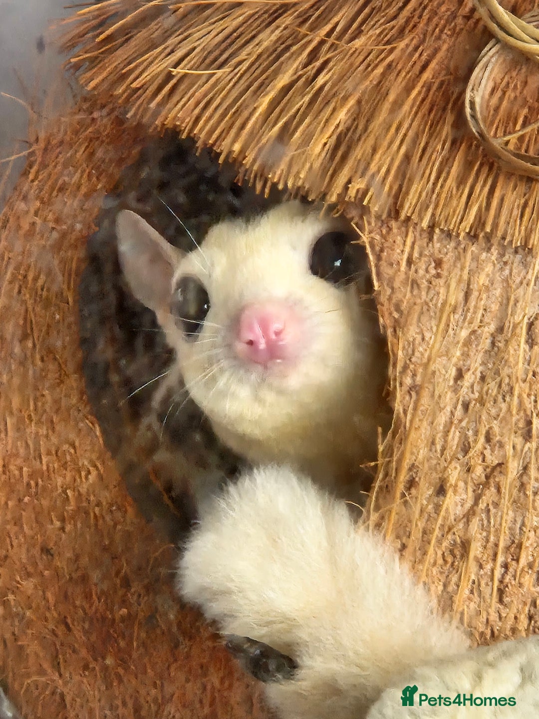 Sugar Glider rodents for sale: Breeding pair of  sugar gliders ready 13th sept   - Image 5