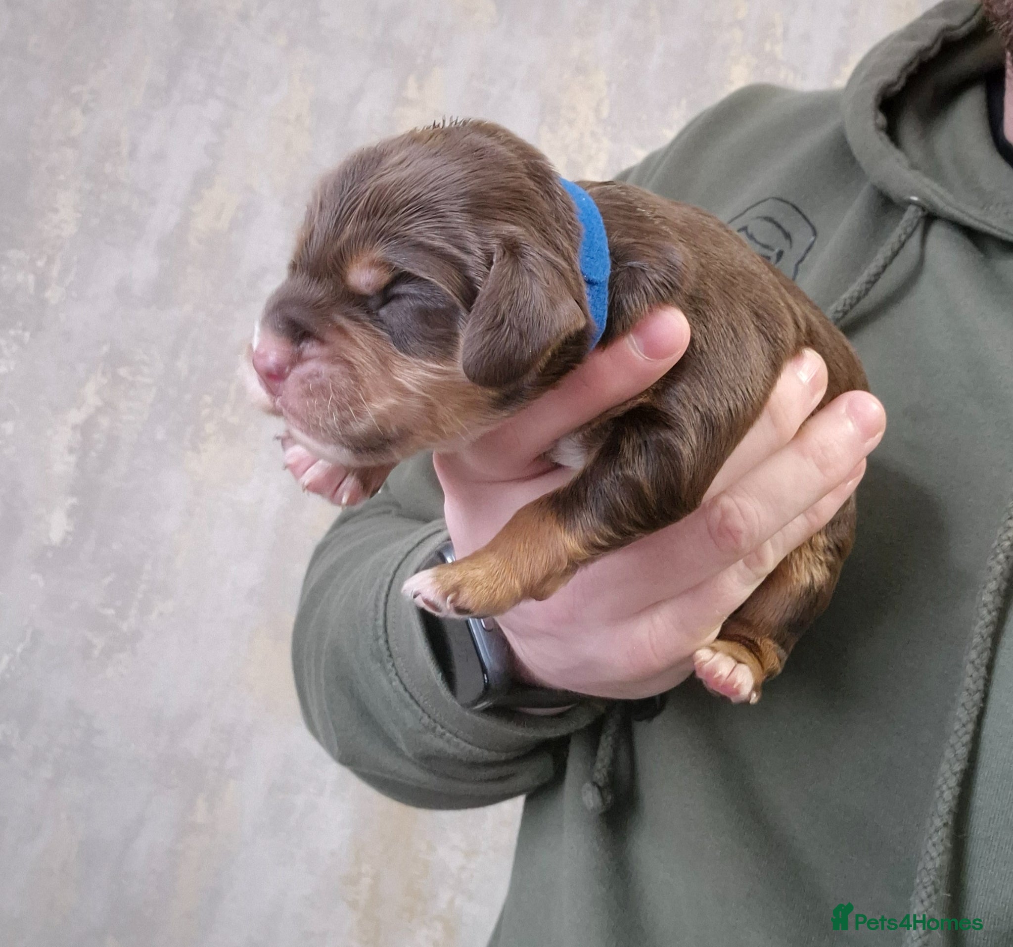 Cocker Spaniel dogs Champion bloodline cocker spaniels  - Advert 1