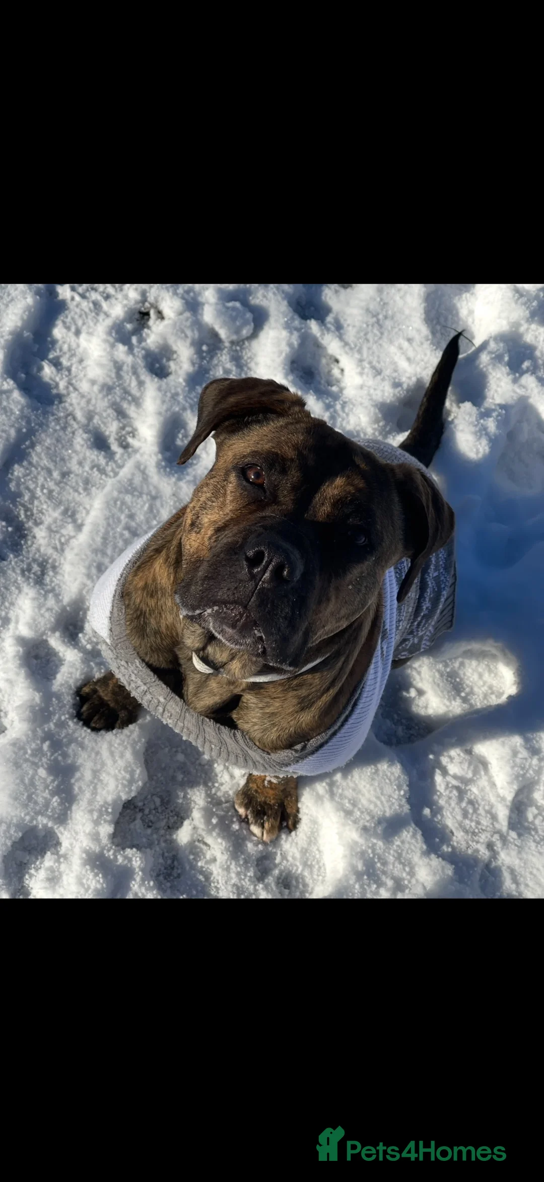 Presa Canario dogs for sale: Presa canario pups  - Advert 2