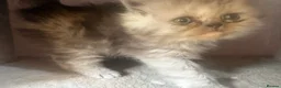Persian cats for sale: 3 Persian female kittens Delivery Available  - Advert 12