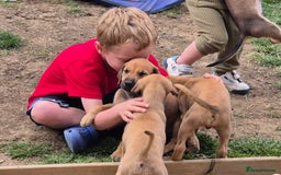 Mixed Breed dogs for sale: Lurcher x staff  in Sturminster Newton - Image 18