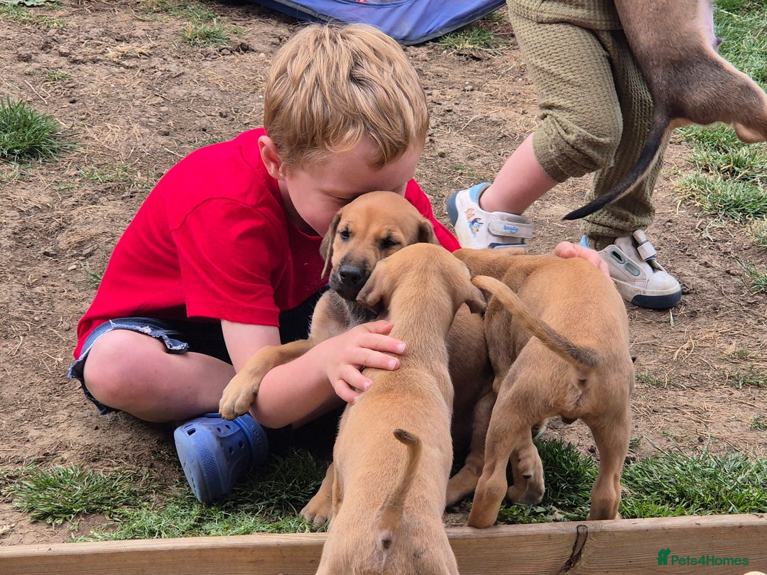Mixed Breed dogs for sale: Lurcher x staff  in Sturminster Newton - Image 18