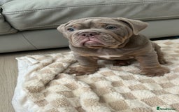 English Bulldog dogs for sale: Pablo - Image 10