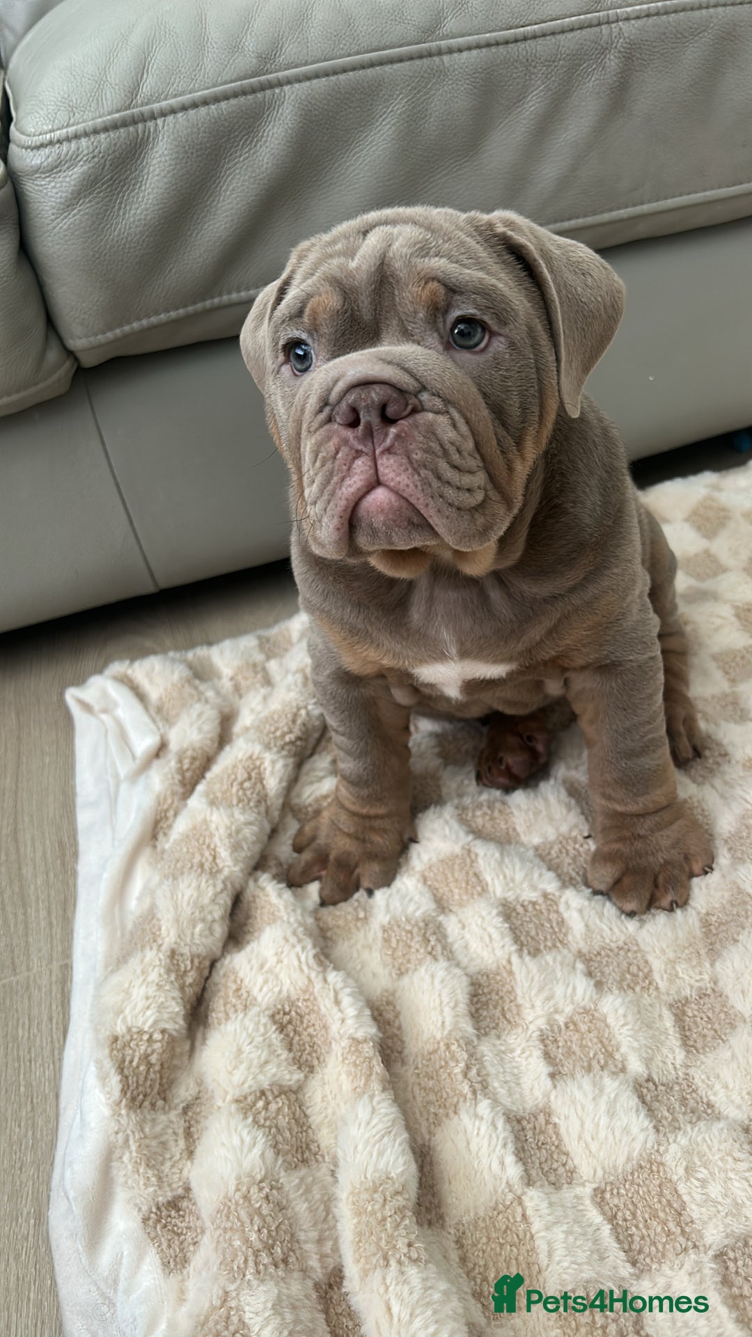 English Bulldog dogs for sale: Pablo - Image 10