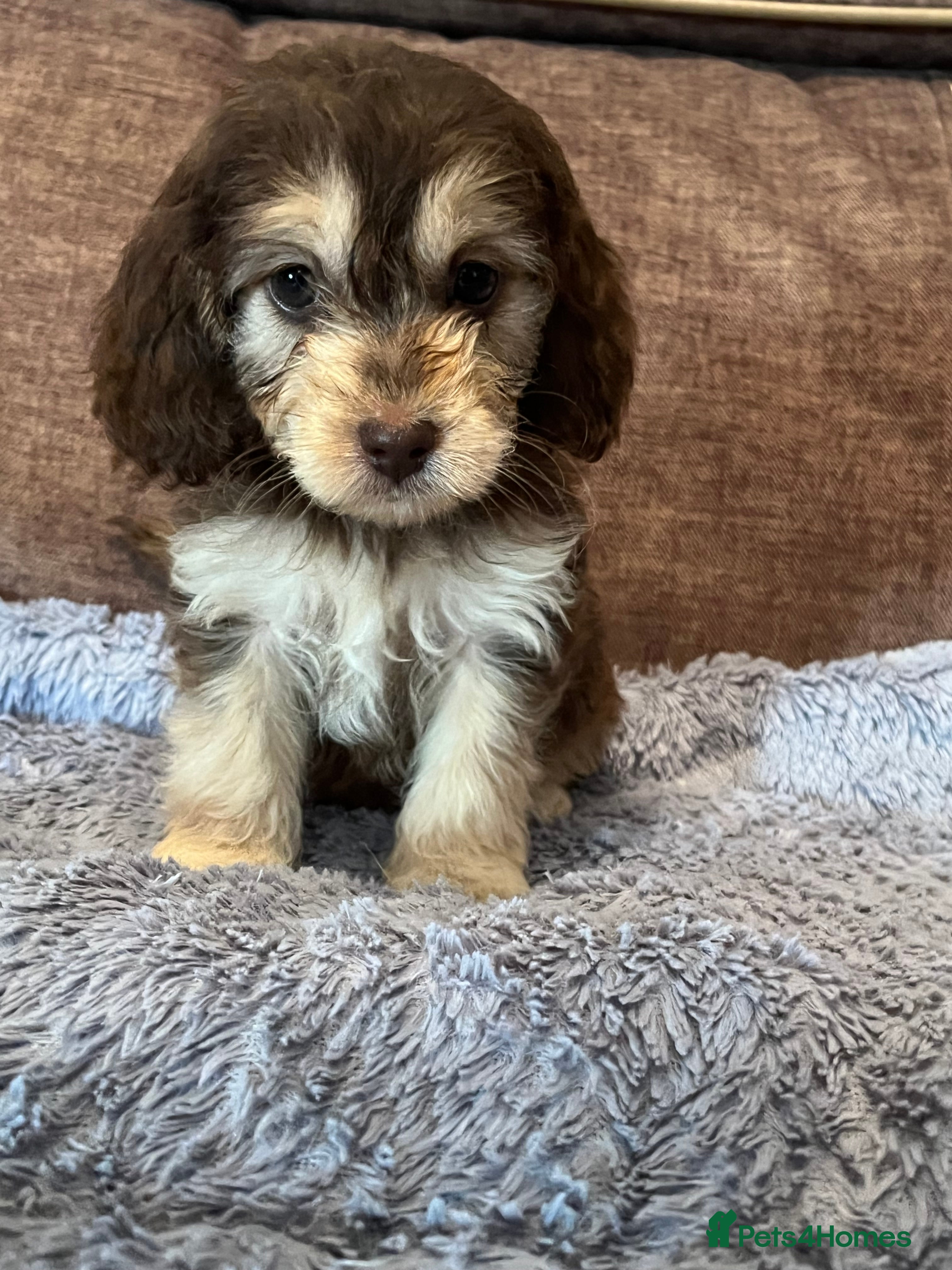 Cockapoo dogs 🩵💕BEAUTIFUL💕🩵F1 Cockapoo Pups  - Advert 18