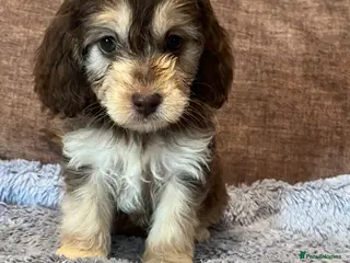 Cockapoo dogs 🩵💕BEAUTIFUL💕🩵F1 Cockapoo Pups - Advert 18
