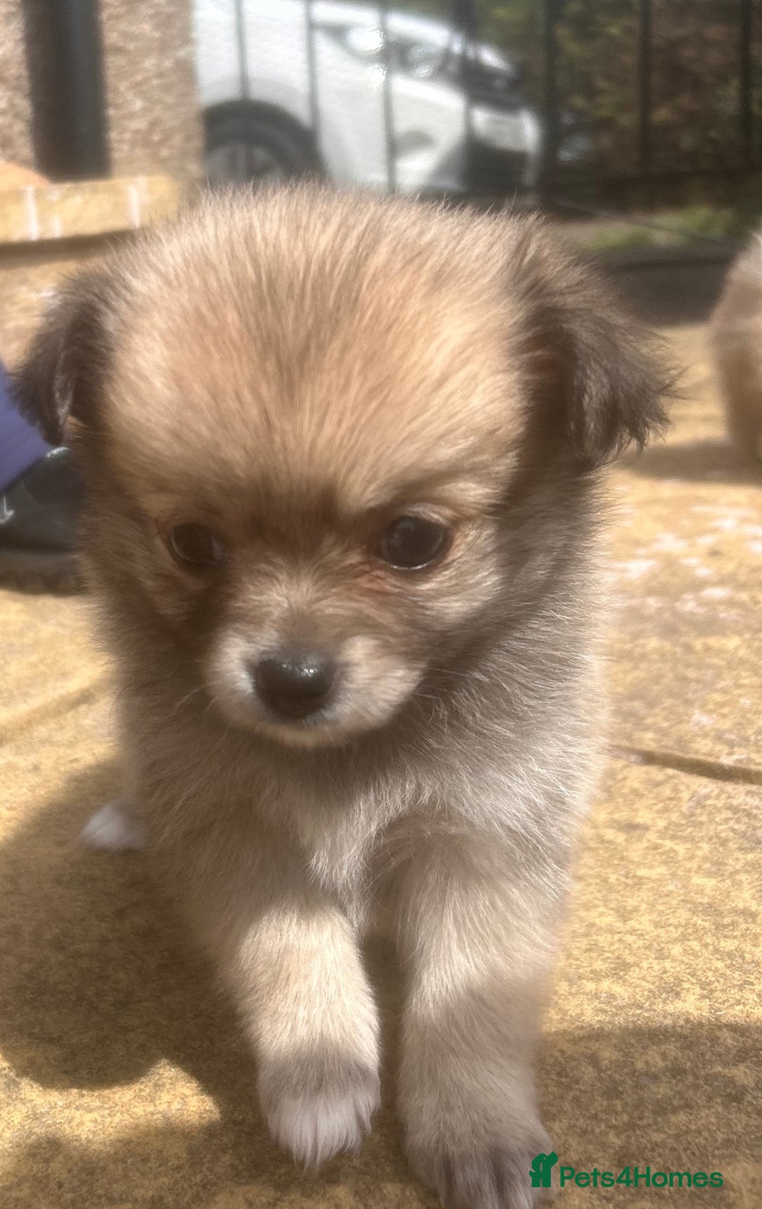 Pomchi dogs for sale: Perfect Pomchi Puppies - Image 2
