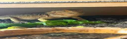 Bearded Dragon reptiles for sale: Leoni & Lenard the bearded dragons  - Advert 4