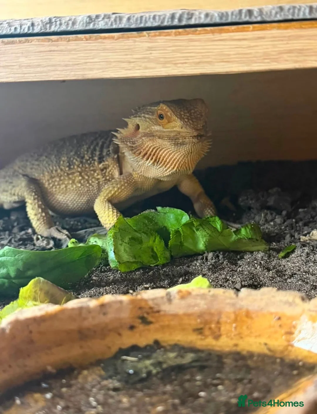 Bearded Dragon reptiles for sale: Leoni & Lenard the bearded dragons  - Advert 4