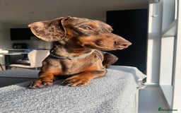 Miniature Dachshund dogs for stud: Miniature Dachsunds for stud  - Image 6
