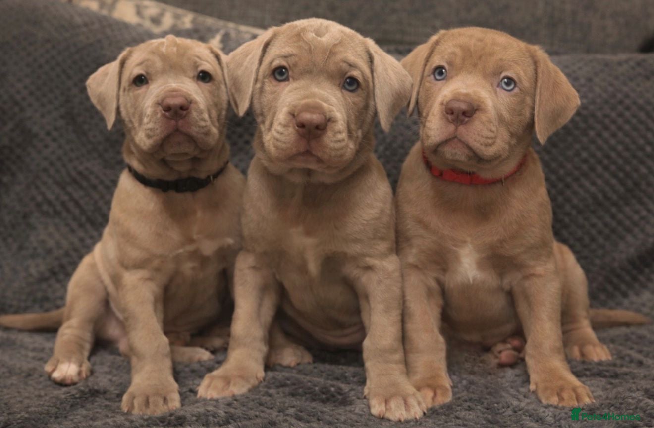 Mastiff dogs Neapolitan x Cane Corso Mix - Advert 1