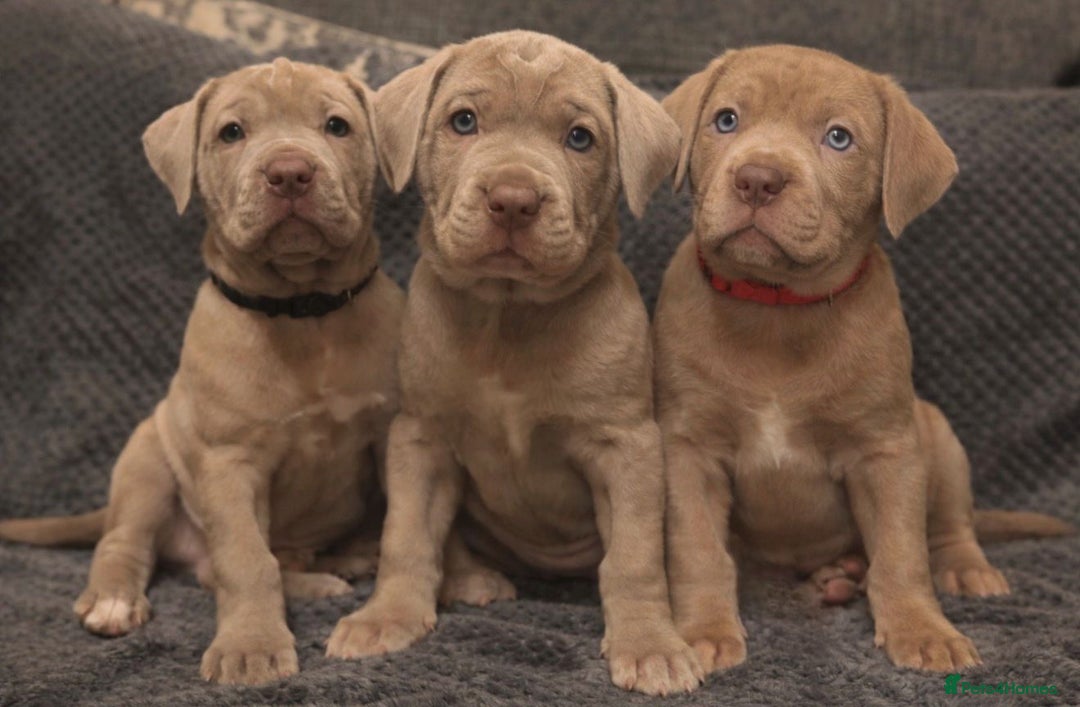 Mastiff dogs for sale: Neapolitan x Cane Corso Mix - Advert 1