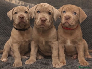 Mastiff dogs Neapolitan x Cane Corso Mix - Advert 7