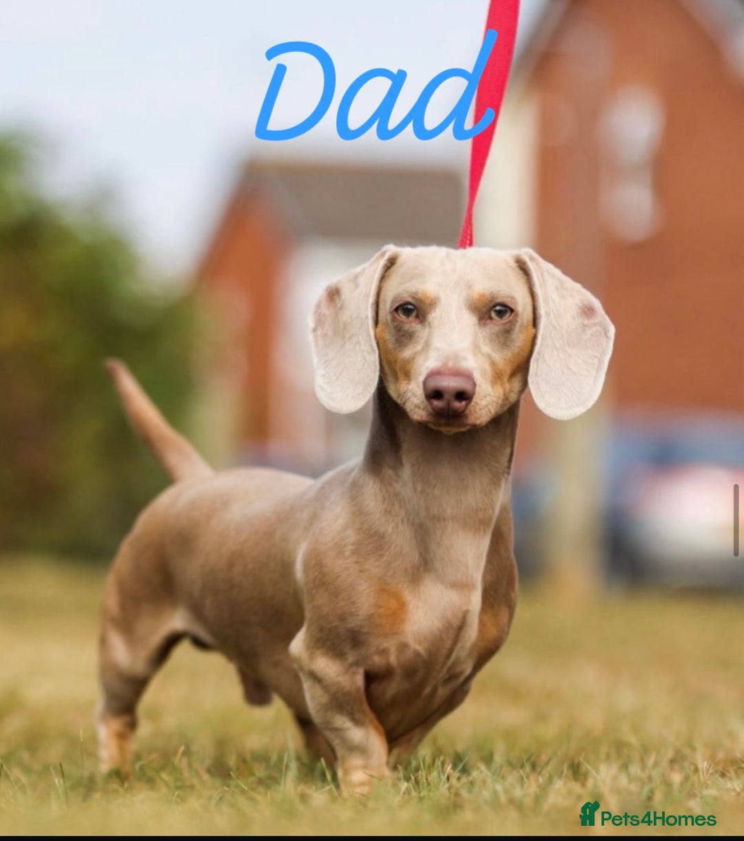 Miniature Dachshund dogs for sale: 🐾 2 female kc Isabella-tan mini dachshund pups 🐾 - Advert 6