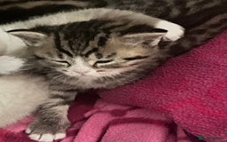 British Shorthair cats for sale: Beautiful British shorthair mixed kittens.  - Image 4