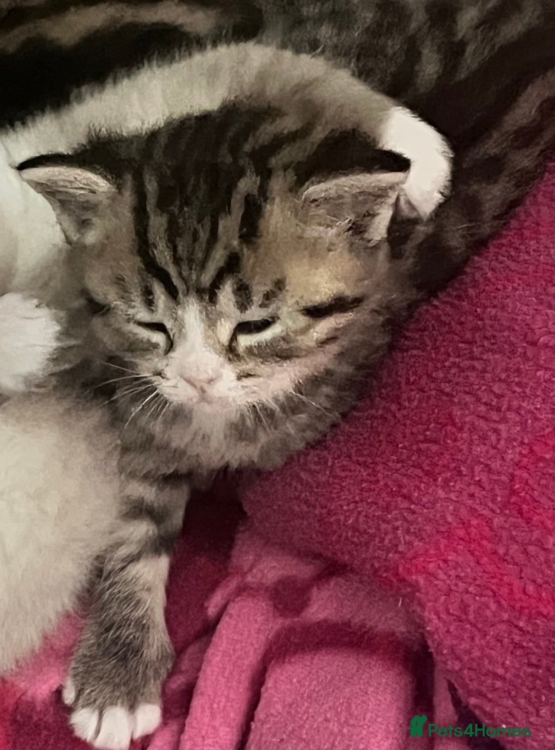 British Shorthair cats for sale: Beautiful British shorthair mixed kittens.  - Image 4