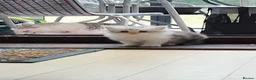 British Longhair cats for sale: Beautiful British long hair mix kittens - Advert 8