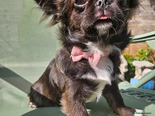 Chihuahua dogs Kennelclub licensed breeder, longhair chihuahua - Advert 12