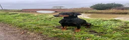 Dobermann dogs for sale: KC  reg Dobermann puppies  - Advert 9
